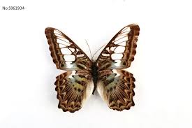 5/16(六)1100-1200標本製作班(麗蛺蝶)